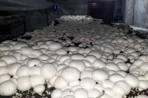 تولید 250 تن قارچ خوراکی در سبزوار