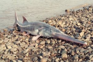 انقراض دو گونه ماهی در چین