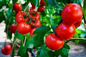 درآمد یک میلیارد دلاری ترکیه از صادرات گوجه فرنگی