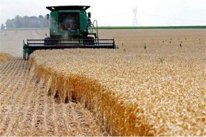 ۱۲ هزار تن گندم در سبزوار تولید شد