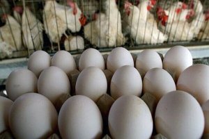بازار تخم مرغ طی یک هفته آینده متعادل می شود