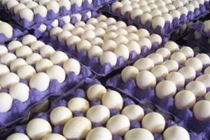 تولید روزانه ۳۵۰ تن تخم‌مرغ در خراسان رضوی