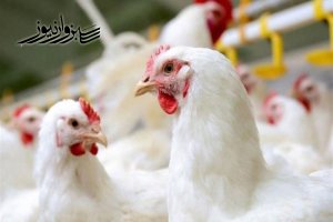 پیش بینی عضو اتاق بازرگانی ایران از قیمت مرغ طی ماه های آینده!