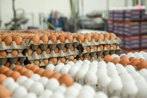 فروش تخم مرغ با نرخ ۹۰ هزار تومان گرانفروشی است