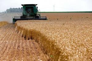 برداشت 50 هزار تن گندم از مزارع جوین