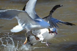 وقتی کرونا مایه خوشوقتی و خوشبختی می شود!