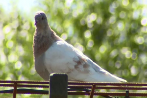 استرالیا کبوتر آمریکایی را که غیرقانونی به این کشور سفر کرده می کشد