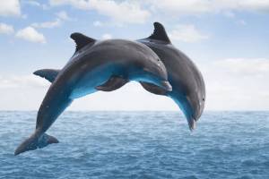 آزاد کردن یک دلفین در خلیج‌فارس توسط دوستداران محیط زیست
